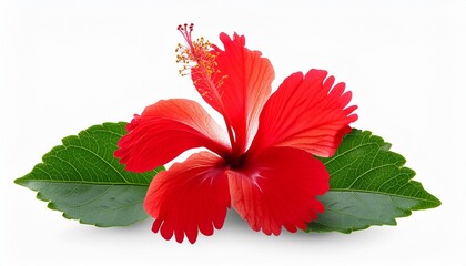 Wall Mural - bright large red hibiscus flower and leaf isolated on white transparent background