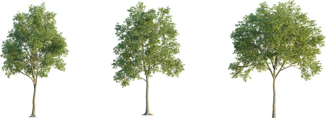 Sticker - Robinia tree 4k png cutout