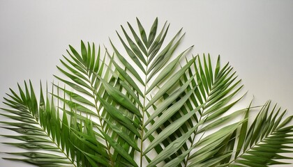 Wall Mural - tropical palm leaf isolated on white background summer background