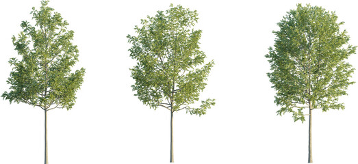 Poster - Fraxinus tree 4k png cutout