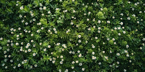 Wall Mural - High-Resolution AI-Generated Wallpaper of a Beautiful Summer Field with White Flowers and Lush Green Grass, Top-Down Botanical View