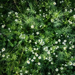 Wall Mural - High-Resolution AI-Generated Wallpaper of a Beautiful Summer Field with White Flowers and Lush Green Grass, Top-Down Botanical View