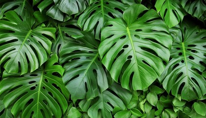 Wall Mural - tropical green leaves background nature wall lush foliage leaf texture vertical image