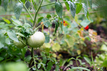 Aufkleber - Homegrown vegetables on an organic domestic farm