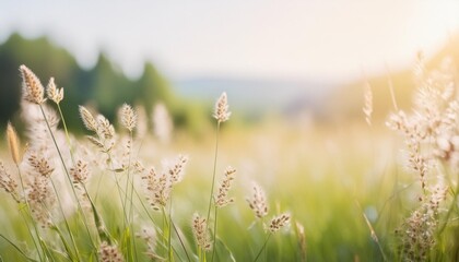 Wall Mural - flowering grasses in a idyllic blurred meadow in summertime on empty background banner with copy space