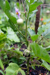 Aufkleber - Homegrown vegetables on an organic domestic farm