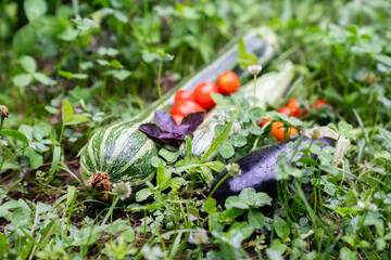 Aufkleber - Homegrown vegetables on an organic domestic farm