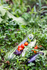 Aufkleber - Homegrown vegetables on an organic domestic farm