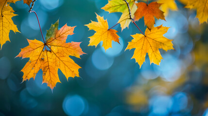 Wall Mural - autumn maple leaves against a soft focus blue bokeh background in fall season
