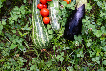 Aufkleber - Homegrown vegetables on an organic domestic farm