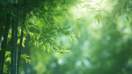 Aufkleber - Beautiful green bamboo forest with sun shining through leaves