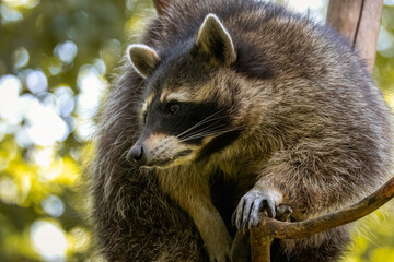 Wall Mural - Close-up a common raccoon sits on the branch toward the camera lens with a green background on a sunny summer day. 