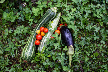 Aufkleber - Homegrown vegetables on an organic domestic farm