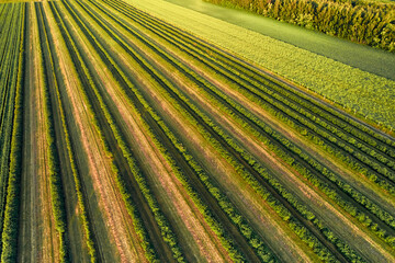 The morning light beautifully illuminates the vast green fields seen from an aerial perspective