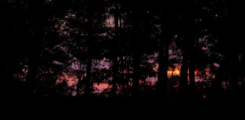 Wall Mural - last light showing through a thick treeline