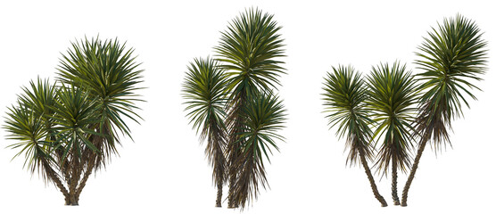 Wall Mural - yucca aloifolia (aloe yucca, dagger plant, and spanish bayonet) frontal medium and small isolated pn
