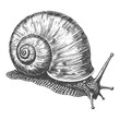 © NikahGeh - Detailed black and white line drawing of a snail with a large spiral shell