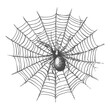 © NikahGeh - Detailed sketch of a large spider sitting in the center of its web