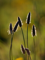 Poster - Backlit wild flowers at dusk