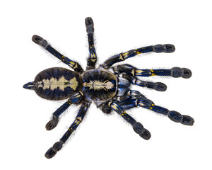 Spectacular male Poecilotheria metallica aka Peacock Tarantula. Top view, isolated cutout on a transparent background.