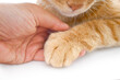 © Maliflower73 - Ginger cat paw and human hand. Love between animal and human. Selective focus at cat paw.