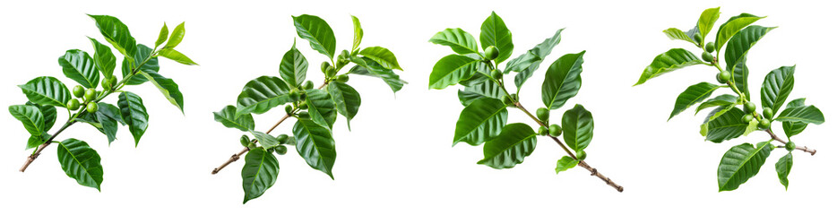Poster - green coffee leaves with branches collection isolated on transparent or white background
