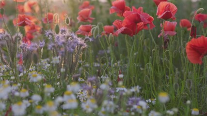 Aufkleber - White and yellow daisies, red poppies and cornflowers in sunset lights. Wild flowers summer bloom. Summer meadow with flowers