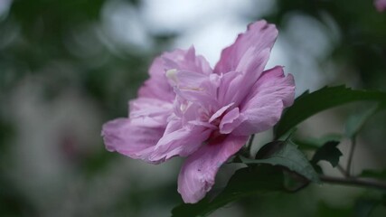 Poster - purple flower blooming on tree