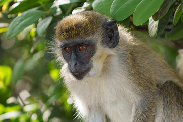 african green monkey portrait