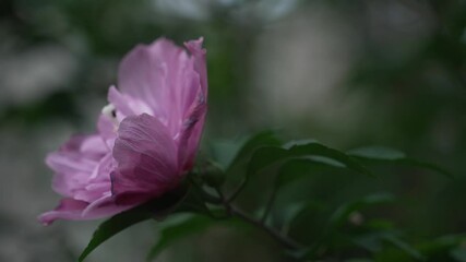 Poster - purple flower blooming on tree