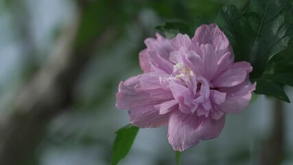 Poster - purple flower blooming on tree