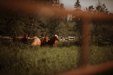 Wall Mural - KABA COWS 2