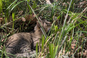 cat in the grass