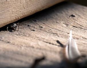 Canvas Print - spider on a wood