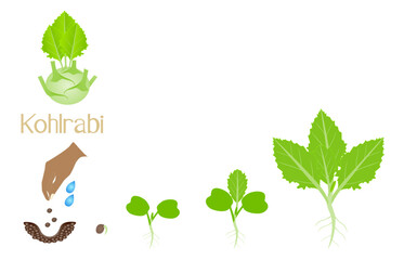 Wall Mural - Sequence of a kohlrabi plant growing isolated on white..eps