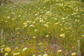 field of daisies flowers sunflowers Greece nature beautiful serene background