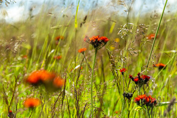 Orange summer flowers in light green grass on color meadow