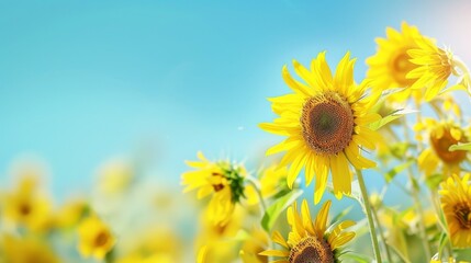 Poster - Cheerful and vibrant sunflower field stretching out under a bright blue summer sky,with ample copyspace on the left side of the image. The scene evokes a sense of warmth,positivity,and tranquility. - 