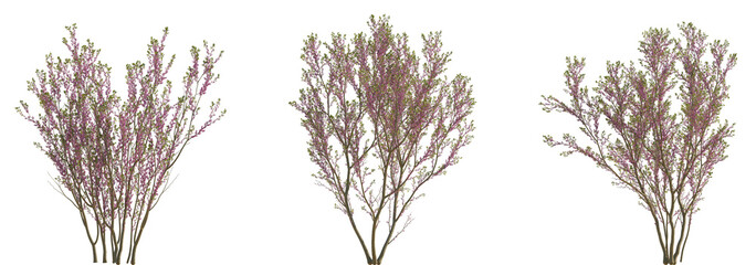Wall Mural - cercis chinensis (the chinese redbud) flowering street summer trees medium and small isolated png on