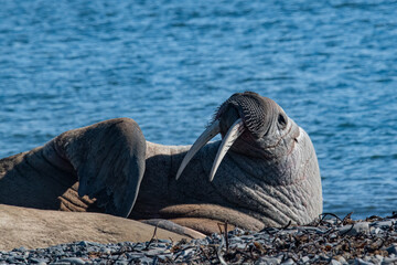 Canvas Print - Walrus