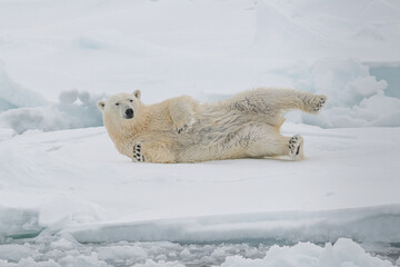 Wall Mural - Polar bear on the ice