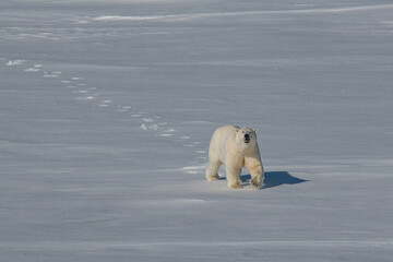 Canvas Print - Polar bear on the ice