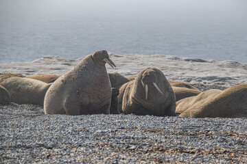 Canvas Print - Walrus