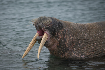 Wall Mural - Walrus