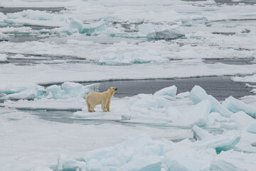 polar bear on the ice