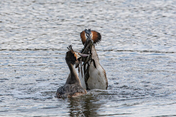 Canvas Print - Great crested grebes mating