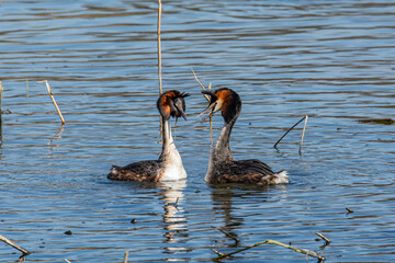 Sticker - Great crested grebes mating