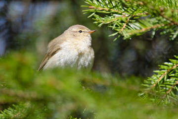 Wall Mural - Common Chiffchaff