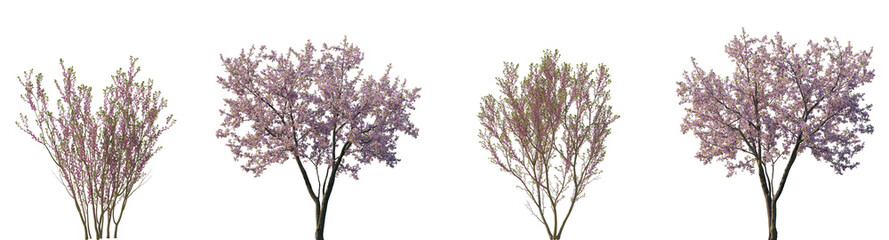 Set of Cherry trees sakura (Prunus cerasus) and Cercis chinensis (the Chinese red) blossoming frontal set street summer trees isolated png on a transparent background perfectly cutout 