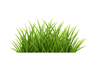 Wall Mural - Green Grass Isolated White Background